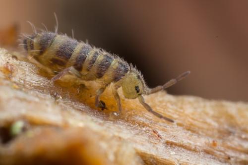 Isotomurus ghibellinus